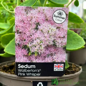 Sedum 'Pink Whisper' Garden Succulent 2Ltr Pot